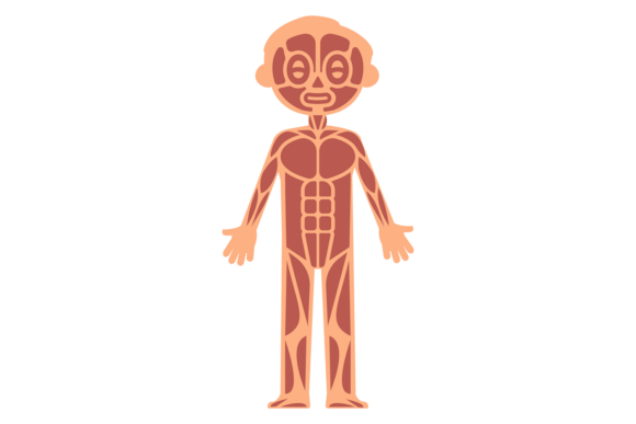Kid Muscular System Infographics. Human